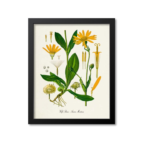 Wolfs Bane Botanical Print, Wolfs Bane Botanical Art Print, Wolfs Bane Wall Art, Wolfs Bane Decor, Flower Art Print, Arnica Montana