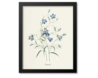 Bellflowers Flower Art Print, Botanical Art Print, Flower Wall Art, Flower Print, Floral Print, Redoute Art, purple, blue, Campanula