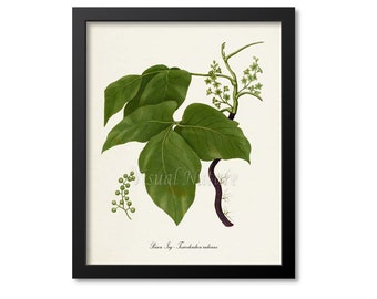 Poison Ivy Botanical Art Print, Poison Plant, Toxicodendron radicans
