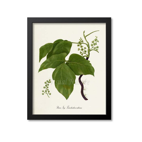 Poison Ivy Botanical Art Print, Poison Plant, Toxicodendron radicans