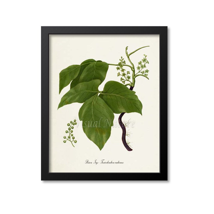 Poison Ivy Botanical Art Print, Poison Ivy Plant Wall Art