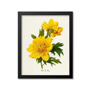 Botanical Art Print Yellow Tree Peony Flower Art Print, Botanical Art Print, Flower Wall Art, Flower Print, Floral Print, Peony Art Print
