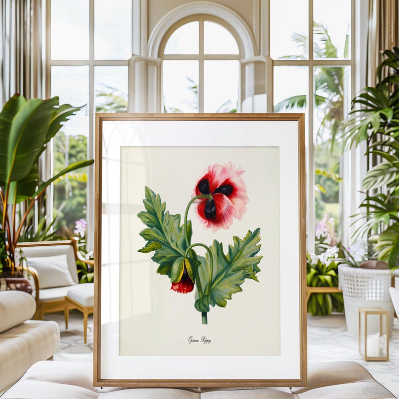 Opium Poppy Flower Art Print, Botanical Art Print, Flower Wall Art, Flower Print, Red Flower Art Print, Home Decor image 2