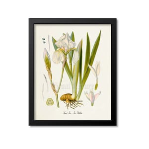 Sweet Iris Botanical Print, Iris Botanical Art Print, Iris Wall Art, Iris Decor, Kitchen Art Print, Iris Pallida