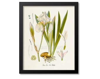 Sweet Iris Botanical Print, Iris Botanical Art Print, Iris Wall Art, Iris Decor, Kitchen Art Print, Iris Pallida