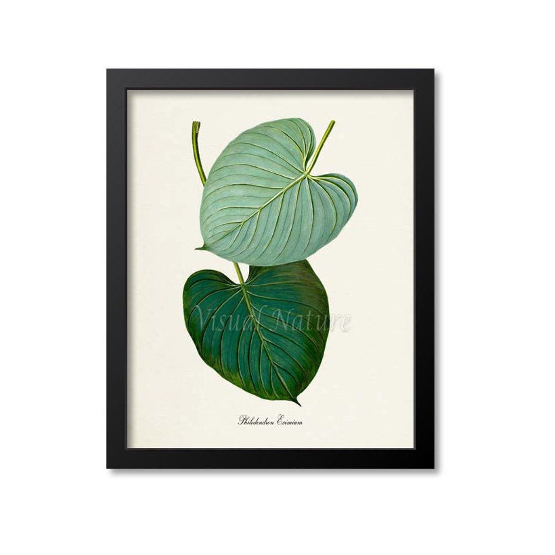 Philodendron Art Print Philodendron Botanical Art Print Wall Etsy