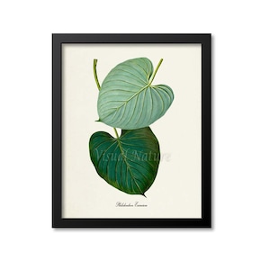 Philodendron Art Print, Philodendron Botanical Art Print, Wall Art, Botanical Print, green leaves, Philodendron Eximium
