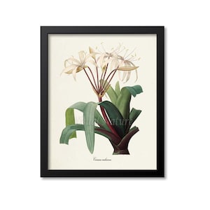 Impression d&#39;art de fleur de lys des marais d&#39;Amérique du Sud, impression d&#39;art botanique, art mural de fleurs, impression de fleurs, floral, redoute, blanc, Crinum erubescens