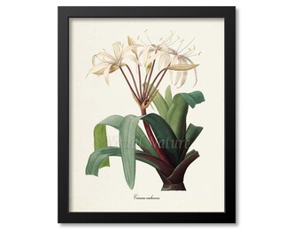 May include: A vintage botanical illustration of a white crinum moorei flower with green leaves and a burgundy stem. The illustration is framed in black and has the text "Crinum moorei" at the bottom.