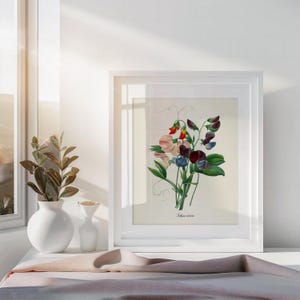 May include: A framed botanical illustration of a bouquet of pink, red, and purple sweet peas. The illustration is on a white background and the frame is white.