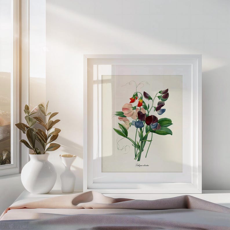 May include: A framed botanical illustration of a bouquet of pink, red, and purple sweet peas. The illustration is on a white background and the frame is white.