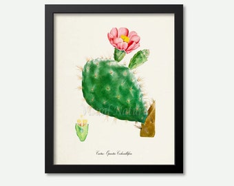 Cactus Art Print, Cactus Botanical Art Print, Cactus Wall Art Flower Decor, Opuntia Cochenillifera