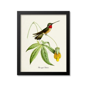 Plain-capped Starthroat Hummingbird Print, Bird Art Print, Bird Art, Bird Poster, Flower Art, Floral Garden,Hummingbird Art,green,yellow,red