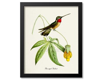 Plain-capped Starthroat Hummingbird Print, Bird Art Print, Bird Art, Bird Poster, Flower Art, Floral Garden,Hummingbird Art,green,yellow,red