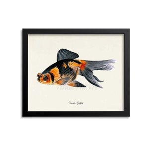 Demekin Goldfish Art Print, Goldfish Art Print, Goldfish Wall Art, Goldfish Print, Sea Life, Ocean Art Print