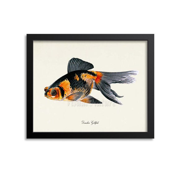 Demekin Goldfish Art Print, Goldfish Art Print, Goldfish Wall Art, Goldfish  Print, Sea Life, Ocean Art Print - Etsy