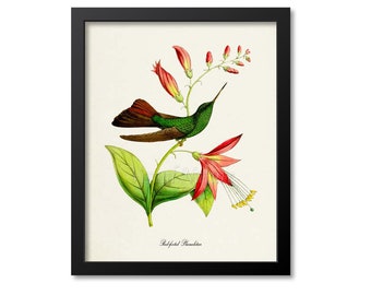 Red-footed Plumeleteer Hummingbird Print, Bird Art Print, Bird Art, Bird Poster, Flower Art, Floral Garden, Hummingbird Art, green, pink