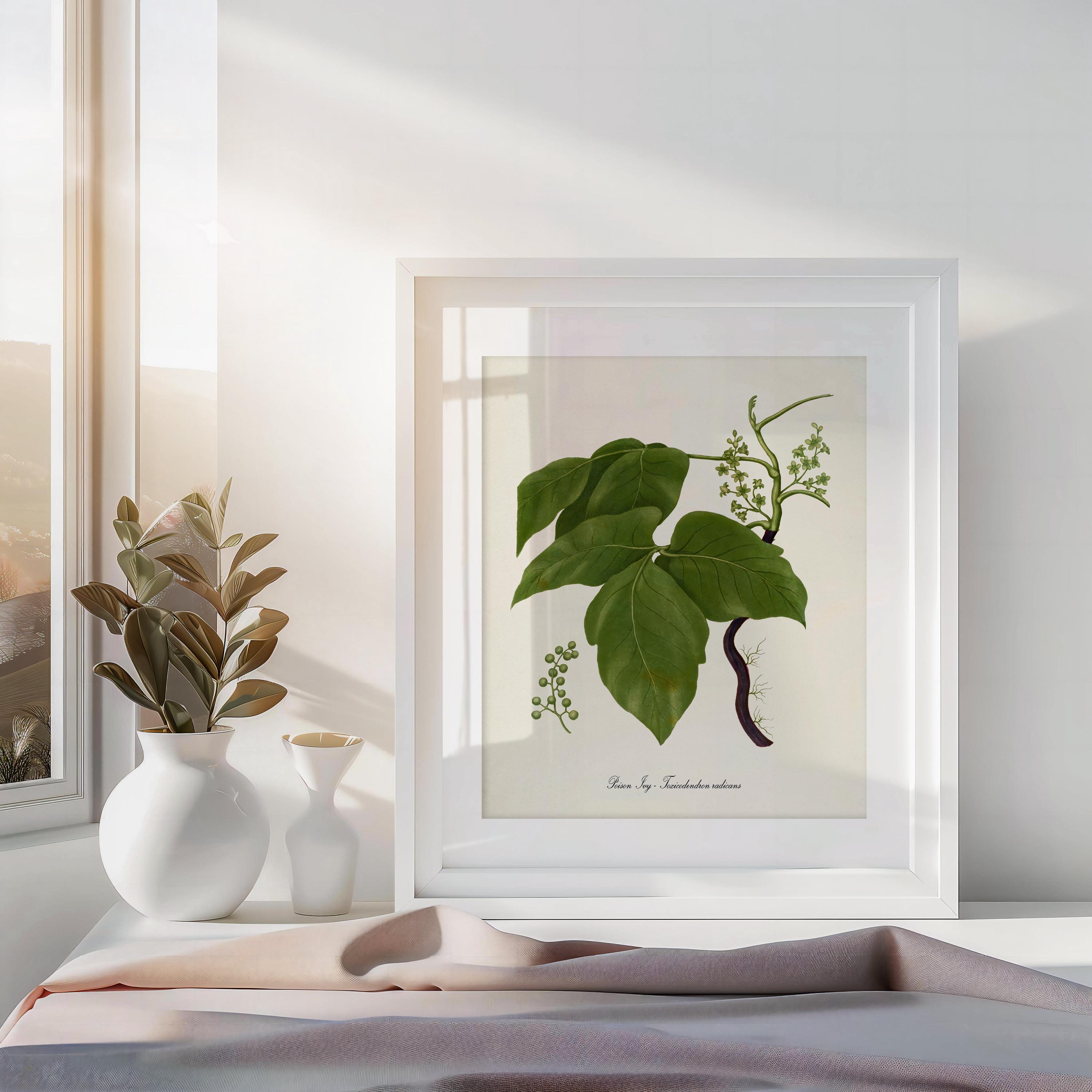 Poison Ivy Botanical Art Print, Poison Ivy Plant Wall Art