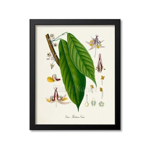 Cacao Botanical Print, Chocolate Botanical Art Print, Cocoa Tree, Cocoa Beans, Cacao Wall Art, Cacao Decor, Theobroma Cacao