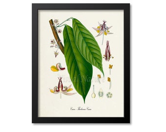 Cacao Botanical Print, Chocolate Botanical Art Print, Cocoa Tree, Cocoa Beans, Cacao Wall Art, Cacao Decor, Theobroma Cacao
