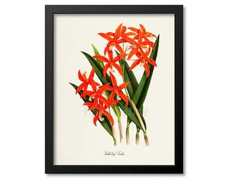 Sickle-leaf Laelia Orchid Flower Art Print, Botanical Art Print, Flower Wall Art, Flower Print Gift, Floral Print, Home Decor