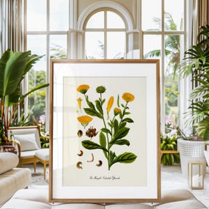 Puede incluir: Una ilustraci&oacute;n bot&aacute;nica vintage de Calendula Officinalis, tambi&eacute;n conocida como Cal&eacute;ndula, con flores amarillas y hojas verdes. La ilustraci&oacute;n est&aacute; enmarcada en un marco de madera.