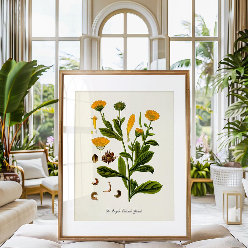 Puede incluir: Una ilustraci&oacute;n bot&aacute;nica vintage de Calendula Officinalis, tambi&eacute;n conocida como Cal&eacute;ndula, con flores amarillas y hojas verdes. La ilustraci&oacute;n est&aacute; enmarcada en un marco de madera.