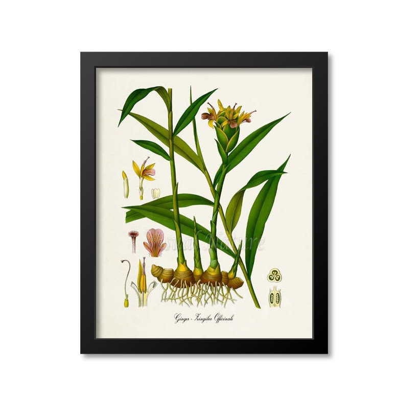 MOBO145 Medicinal Plants Ginger Plant Botanical Illustration Poster Botany Print
