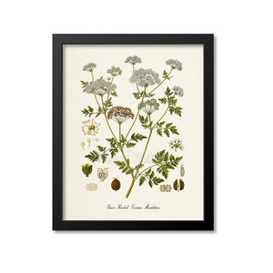Poison Hemlock Botanical Print, Poison Hemlock Botanical Art Print, Poison Hemlock Wall Art, Poison Hemlock Decor, Conium Maculatum image 1