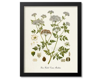 Poison Hemlock Botanical Print, Poison Hemlock Botanical Art Print, Poison Hemlock Wall Art, Poison Hemlock Decor, Conium Maculatum