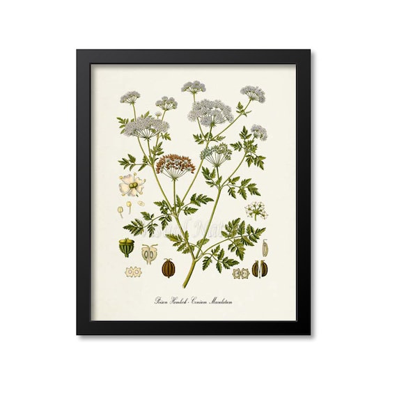 Poison Hemlock Botanical Print, Poison Hemlock Botanical Art Print, Poison Hemlock Wall Art, Poison Hemlock Decor, Conium Maculatum