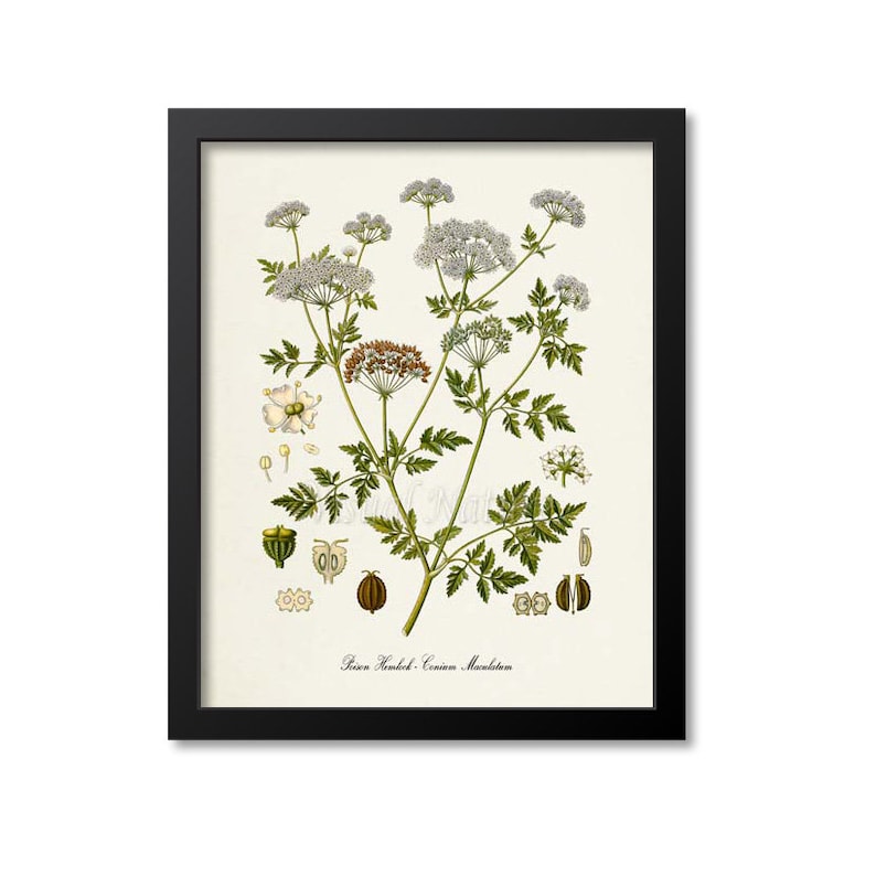 Poison Hemlock Botanical Print, Poison Hemlock Botanical Art Print, Poison Hemlock Wall Art, Poison Hemlock Decor, Conium Maculatum image 1