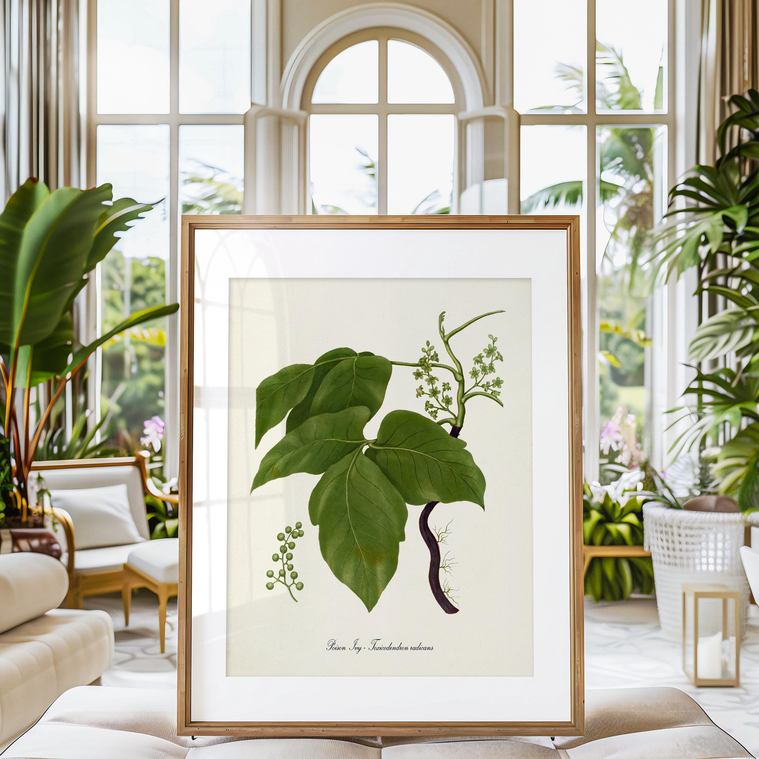Poison Ivy Botanical Art Print, Poison Ivy Plant Wall Art