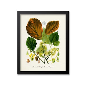 American Witch Hazel Botanical Print, American Witch Hazel Botanical Art Print, Witch Hazel Wall Art, Witch Hazel Decor,Hamamelis Virginiana