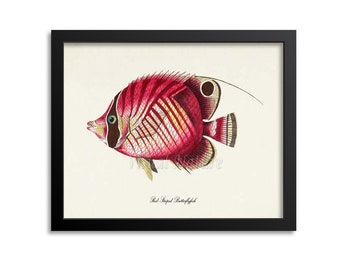 Red-Striped Butterflyfish Art Print, Red-Striped Butterflyfish Art Print, Butterflyfish Wall Art, Sea Life, Ocean Art Print,Chaetodon lunula