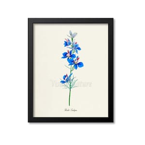 Puede incluir: Una ilustración botánica vintage de una flor de Larkspur Rocket con pétalos azules y un tallo verde. La ilustración está sobre un fondo crema con el texto "Rocket Larkspur" en la parte inferior.
