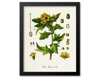 Henbane Botanical Art Print, Stinking Nightshade, Poison Plant, Hyoscyamus Niger