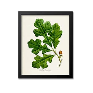 May include: A botanical illustration of a Red Oak leaf with a single acorn. The leaf is green with a detailed vein pattern. The acorn is brown with a light brown cap. The text "Red Oak Quercus rubra" is printed below the image.