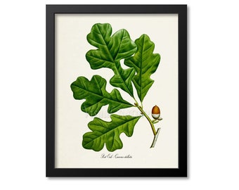 Post Oak Botanical Print, Post Oak Botanical Art Print, Post Oak Wall Art, Post Oak Decor, Oak Tree Art Print, Quercus stellata