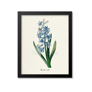 Common Hyacinth Flower Art Print, Botanical Art Print, Flower Wall Art, Flower Print, Floral,Redoute Art, blue, green, Hyacinthus orientalis