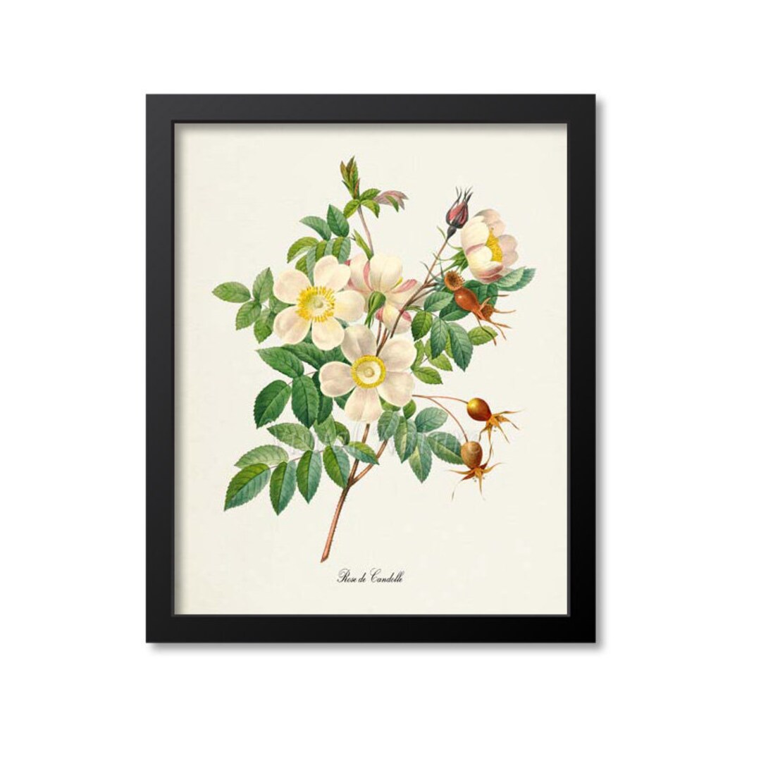 White Rose Flower Art Print, Rose Botanical Art Print, Flower Wall Art ...