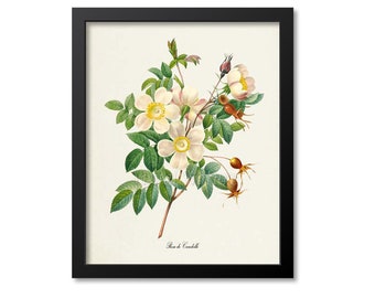 White Rose Flower Art Print, Rose Botanical Art Print, Flower Wall Art, Flower Print, Floral, Redoute Art, white, yellow, Rose de Candolle