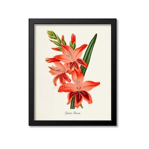 Gladiolus Robinetta Flower Art Print, Botanical Art Print, Flower Wall Art, Flower Print, Floral Print, Red Flower Art Print,Home Decor Gift