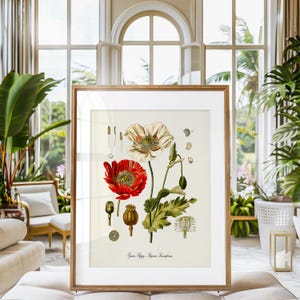 Może przedstawiać: Botaniczna ilustracja białego i czerwonego maku z zielonymi liśćmi i torebkami nasiennymi. Ilustracja nosi tytuł "Mak ogrodowy Papaver Somniferum".