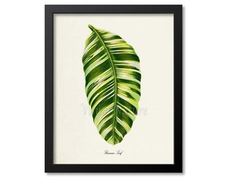 Banana Leaf Art Print, Banana Leaf Botanical Art Print, Wall Art, Botanical Print, green leaves