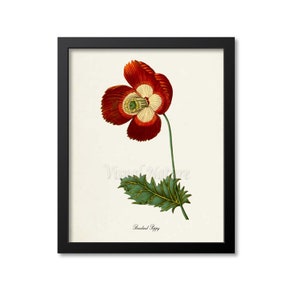 Breadseed Poppy Flower Art Print, Botanical Art Print, Flower Wall Art, Flower Print, Floral Print, Red Poppy Art Print