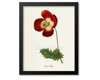 Breadseed Poppy Flower Art Print, Botanical Art Print, Flower Wall Art, Flower Print, Floral Print, Red Poppy Art Print