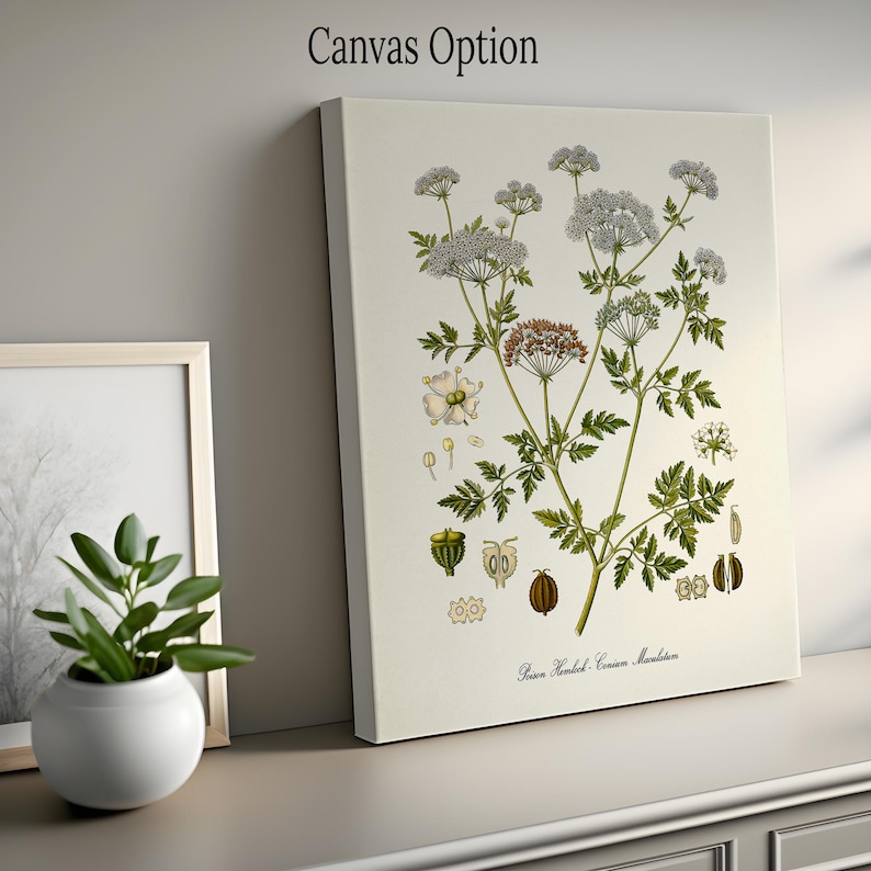 Poison Hemlock Botanical Print, Poison Hemlock Botanical Art Print, Poison Hemlock Wall Art, Poison Hemlock Decor, Conium Maculatum image 4