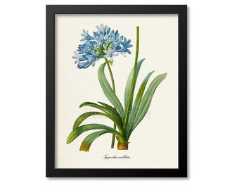 Lily of the Nile Flower Art Print, African Lily Botanical Art Print, Flower Wall Art Print, Floral, Redoute, blue, Agapanthus umbellatus