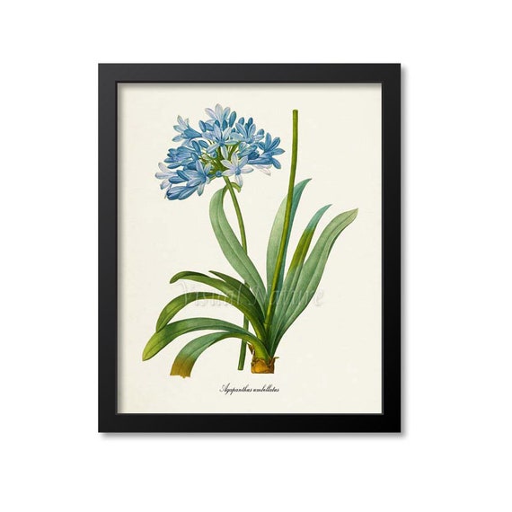 Agapanthus 100 gm Tea Caddy Tin Agapanthus 100 gm Tea Caddy Tin